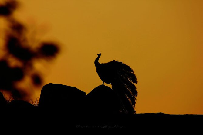 Yala Safari Private Day Tours in Yala National Park - Safari Excursion Options