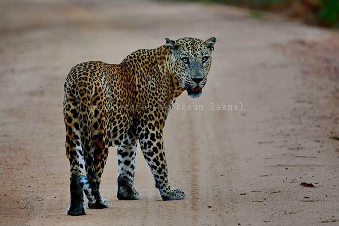 Yala Safari Private Day Tours in Yala National Park - Pickup and Logistics Details