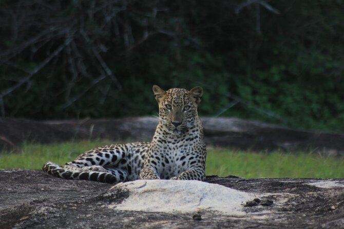 Yala Safari Private Day Tours in Yala National Park - Positive Guest Reviews