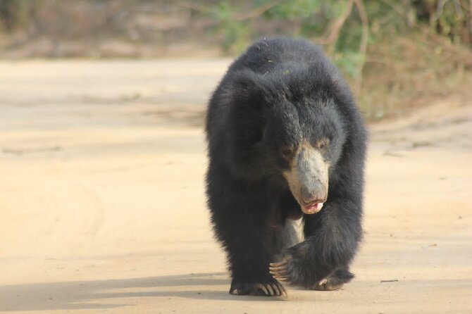 Yala Safari Private Day Tours in Yala National Park - Included Safari Amenities