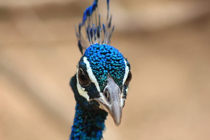 Yala Safari Private Day Tours in Yala National Park - Additional Fee Information