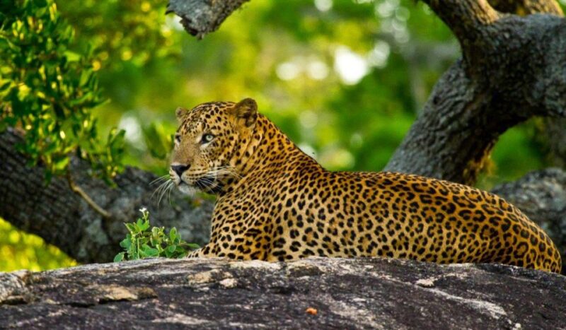 Yala Safari (Private) From Yala & Tissamaharama Area. - Safari Options