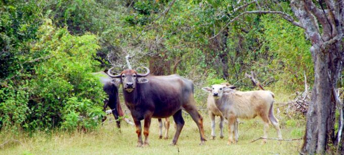 Yala Safari (Private) From Yala & Tissamaharama Area. - Cancellation and Booking