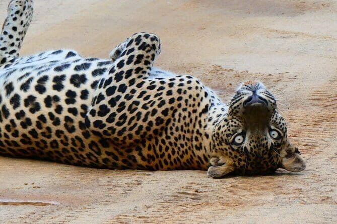 YALA SAFARI TOUR from Galle/Mirissa/Matara/Tangalle/Ella & More.. - Key Points