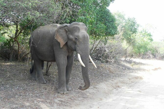 YALA SAFARI TOUR from Galle/Mirissa/Matara/Tangalle/Ella & More.. - Why Consider the Yala Safari Tour?