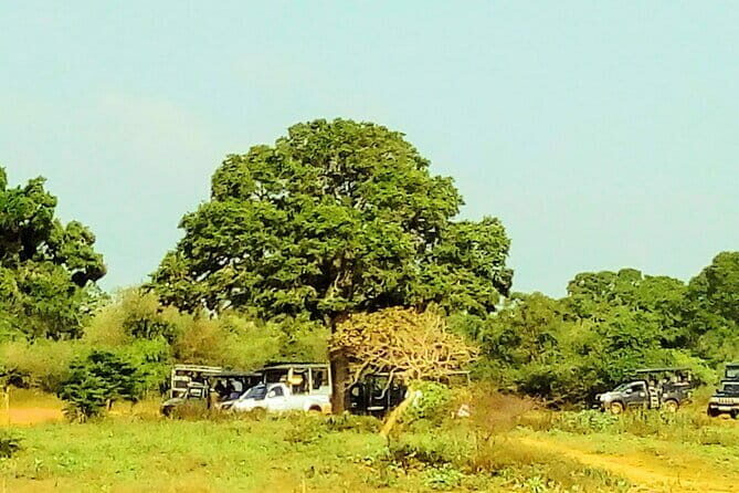 YALA SAFARI TOUR from Galle/Mirissa/Matara/Tangalle/Ella & More.. - Transportation, Group Size, and Timing