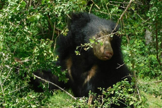 YALA SAFARI TOUR from Galle/Mirissa/Matara/Tangalle/Ella & More.. - The Sum Up