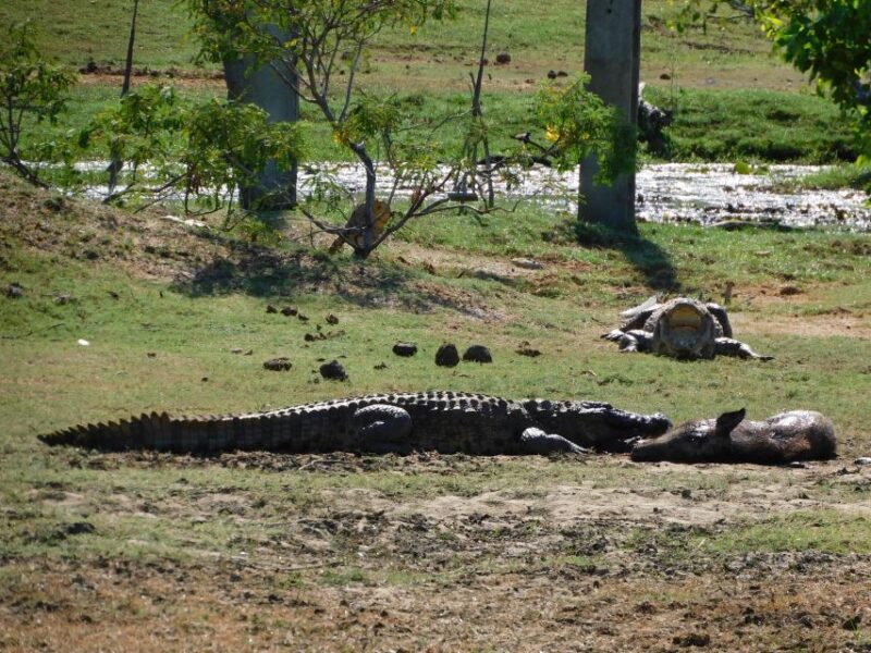 Yala Safari Tour From Hambantota Port Area (Shore Excursion) - Key Points
