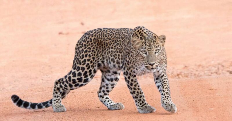Yala Safari Tour From Hambantota Port Area (Shore Excursion) - Pricing and Value