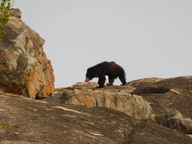 Yala Safari Tour From Hambantota Port Area (Shore Excursion) - Wildlife Experience