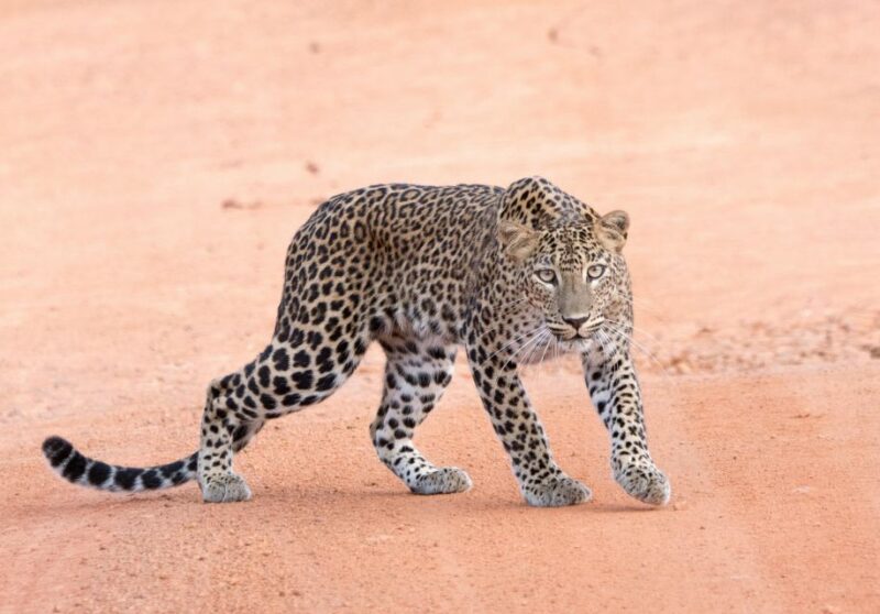 Yala Safari Tour From Hambantota Port Area (Shore Excursion) - Logistics and Pickup