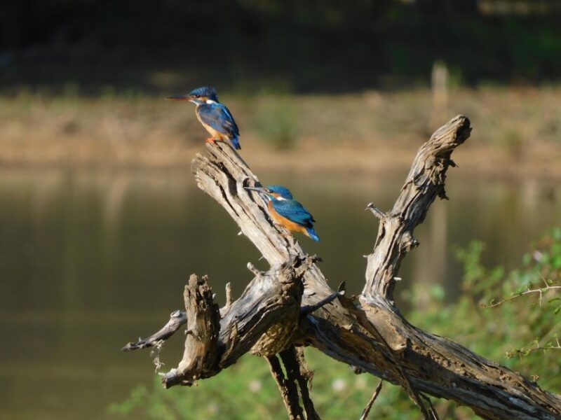 Yala Safari Tour From Hambantota Port Area (Shore Excursion) - Expert Guidance