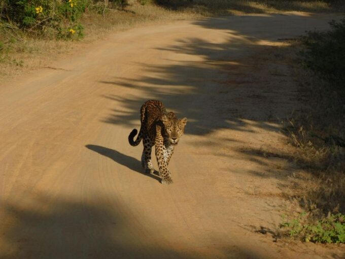 Yala Safari Tour From Hambantota Port Area (Shore Excursion) - Nature Highlights