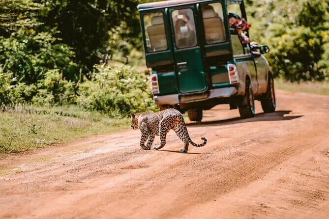 Yala Safari Tour from Hambantota Port by Ajith Safaris - Why This Safari Stands Out