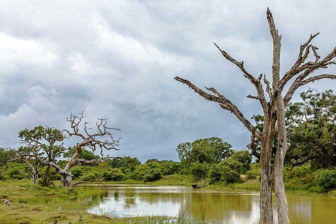 Yala Safari Tour from Hambantota Port by Ajith Safaris - Analyzing the Value