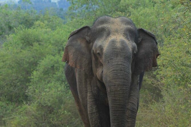 Yala safari Tours Morning /Afternoon /Fullday - An In-Depth Look at Your Yala Safari Experience