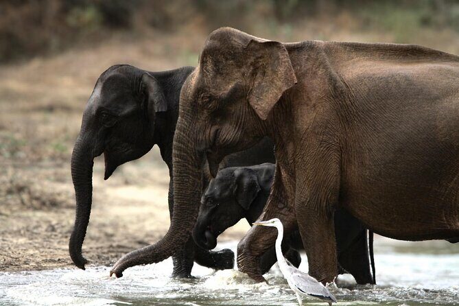 Yala safari Tours Morning /Afternoon /Fullday - The Sum Up