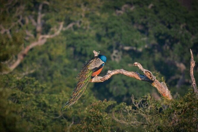 Yala safari Tours Morning /Afternoon /Fullday - FAQs