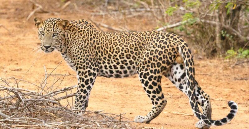 Yala Safari Tours: Yala Private Safari, All Inclusive - Pricing