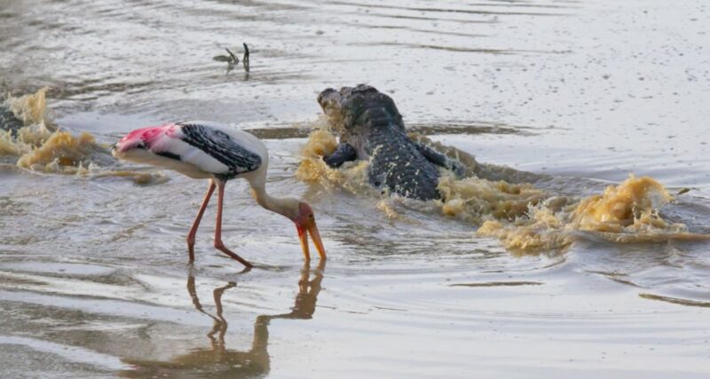Yala Safari Tours: Yala Private Safari, All Inclusive - Wildlife Experience