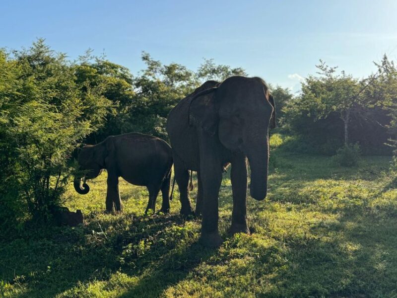 Yala Safari W Tush From Ella (W Pick/Drop for Ella) - Key Points