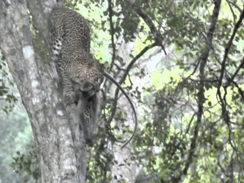 Yala Safari W Tush From Ella (W Pick/Drop for Ella) - Highlights of Yala National Park