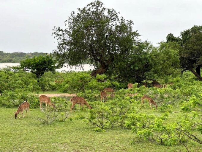 Yala Safari W Tush From Ella (W Pick/Drop for Ella) - Off-Road Adventure and Wildlife Viewing