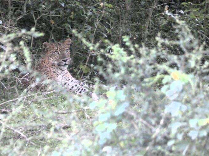 Yala Safari W Tush From Ella (W Pick/Drop for Ella) - Frequently Asked Questions
