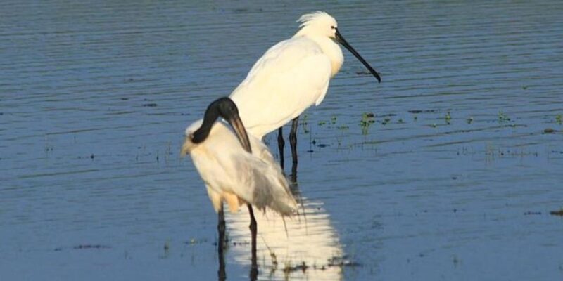 Yala: Sunset Tour by Boat & Beach BBQ Dinner! - Refreshments and Dinner