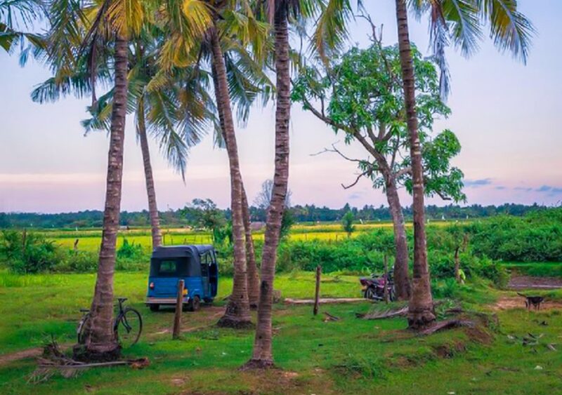 Yala: Village Tuk-Tuk Tour With Curd Making & Pottery Demo - Curd-Making Demonstration