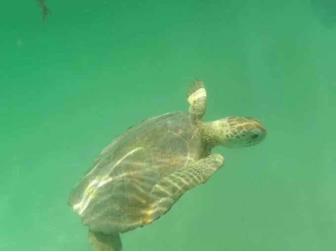 Yalku :Akumal Snorkeling Muuch Kay Ecopark - Booking Information
