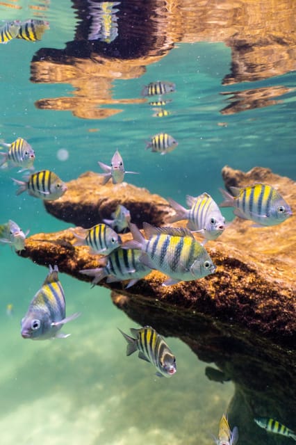 Yalku Lagoon Snorkeling With Tropical Fishes Tour - Inclusions