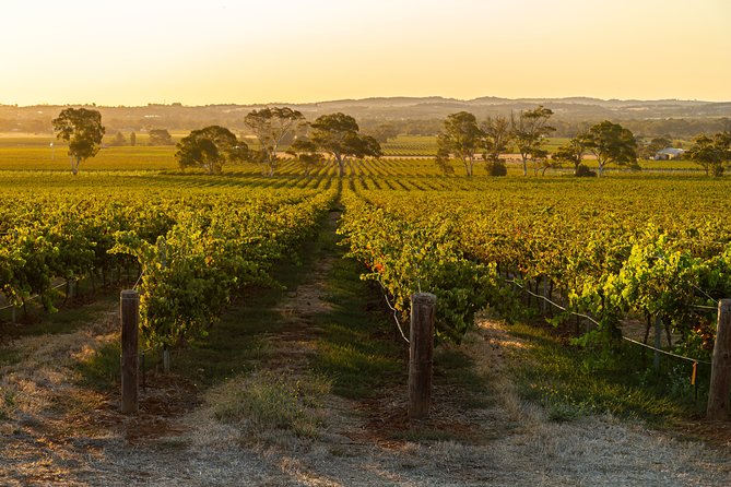 Yalumba Signature Tour - Key Points