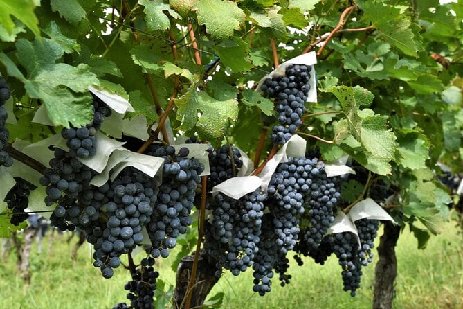 Yamanashi Koshu Winery Private Tour With Licensed Guide & Vehicle - Pricing and Payments
