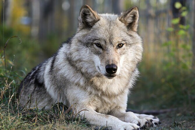 Yamnuska Wolfdog Sanctuary Walk Ticket in Canada - Experience the Yamnuska Wolfdog Sanctuary Walk in Banff, Canada