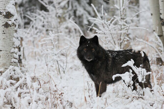 Yamnuska Wolfdog Sanctuary Walk Ticket in Canada - FAQ