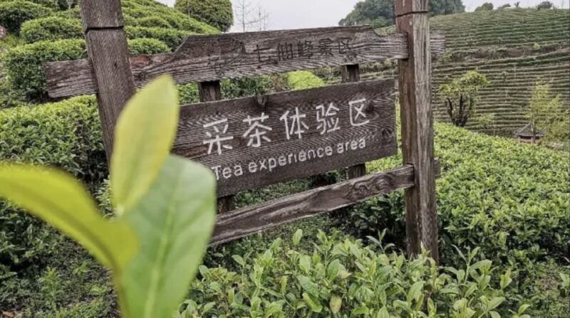 Yangshuo: Tea Plantation and Xianggong Hill Half-Day Tour - Key Points