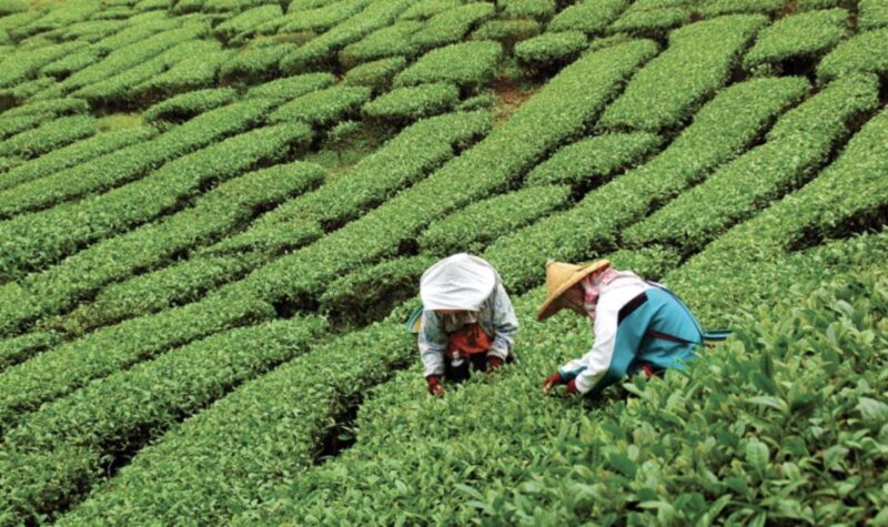 Yangshuo: Tea Plantation and Xianggong Hill Half-Day Tour - Itinerary and Experience