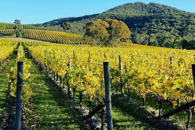 Yarra Valley Afternoon Chandon, Chocolates, Cheese & Kangaroos - Wildlife Viewing