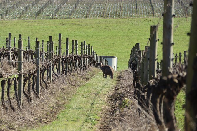 Yarra Valley Food Wine and Gin Tour Departing From Melbourne - Visitor Reviews and Feedback