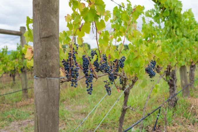 Yarra Valley: Full-Day Gourmet Tour With Lunch - Frequently Asked Questions