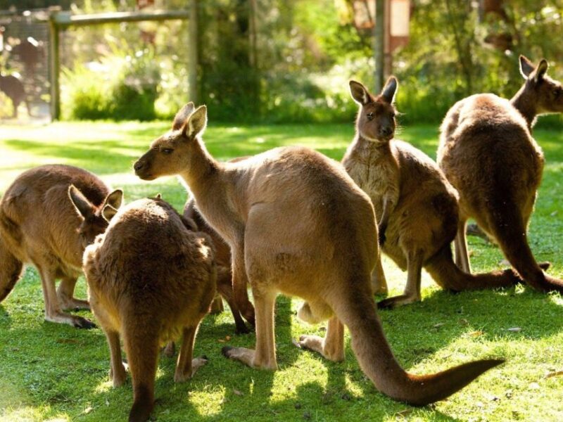 Yarra Valley: Gourmet Food & Wine Adventure - Complimentary Wine Bottle