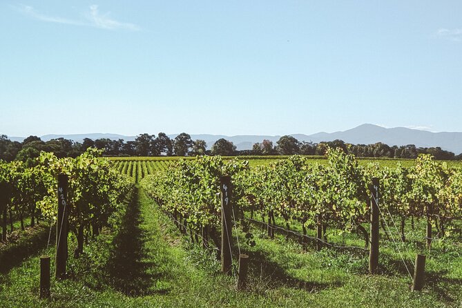 Yarra Valley Grazing Tour With Champagne Brunch at Chandon - Gourmet Platters and Tastings