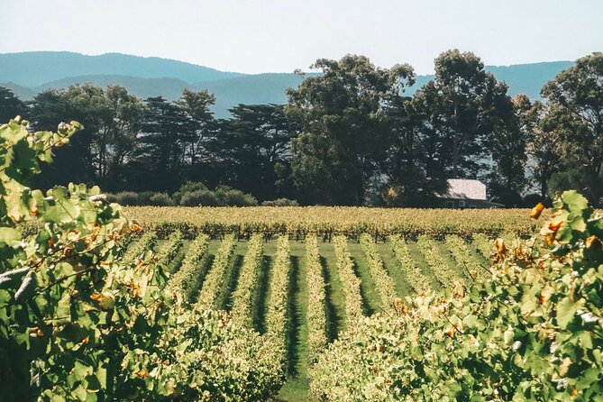 Yarra Valley Luxe Private Tour With Champagne Brunch - Pickup and Drop-off