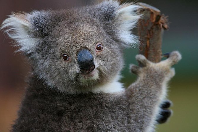 Yarra Valley Wildlife & Wine Day Tour From Melbourne With Healesville Sanctuary - Native Australian Animals