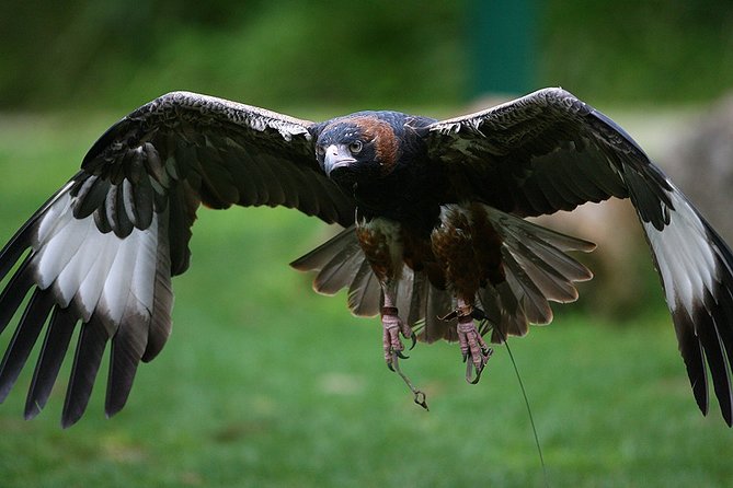 Yarra Valley Wildlife & Wine Day Tour From Melbourne With Healesville Sanctuary - Meeting and Pickup
