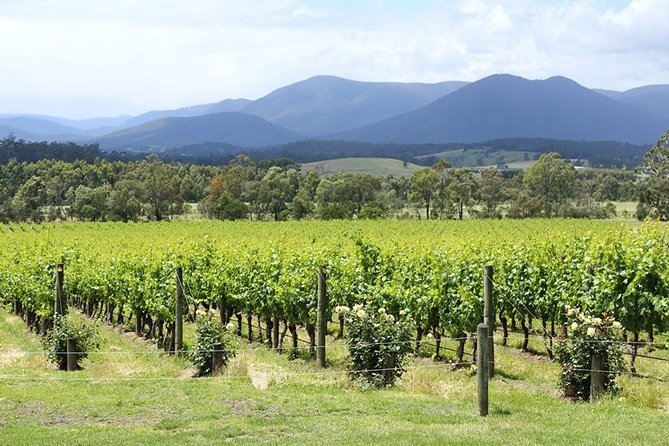 Yarra Valley Wine & Food Day Tour From Melbourne With Lunch at Yering Station - History of Yarra Valley Wineries