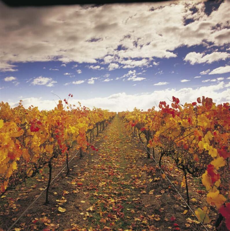 Yarra Valley: Winery Tour with Lunch at Yering Station - The Value and Price