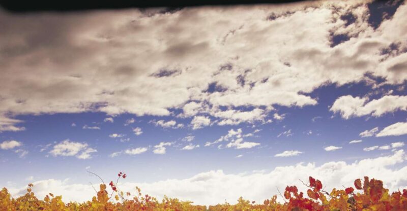 Yarra Valley: Winery Tour With Lunch at Yering Station - De Bortoli Vineyard