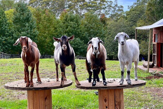 Yarramalong Valley Horse Farm Tours - Key Points